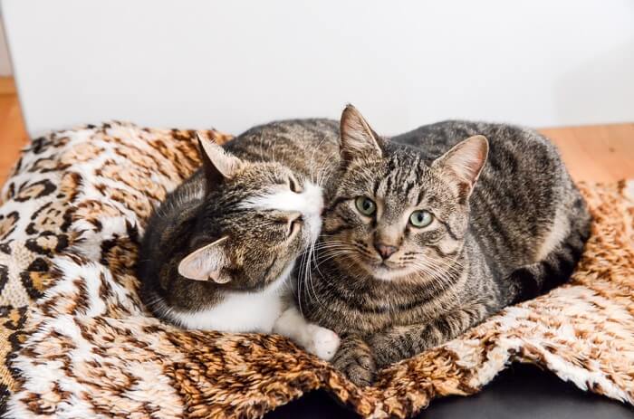 Zwei anhängliche Katzen bauen durch die Fellpflege eine Bindung auf: Eine Katze pflegt die andere zärtlich als Zeichen der Freundschaft und Kameradschaft.