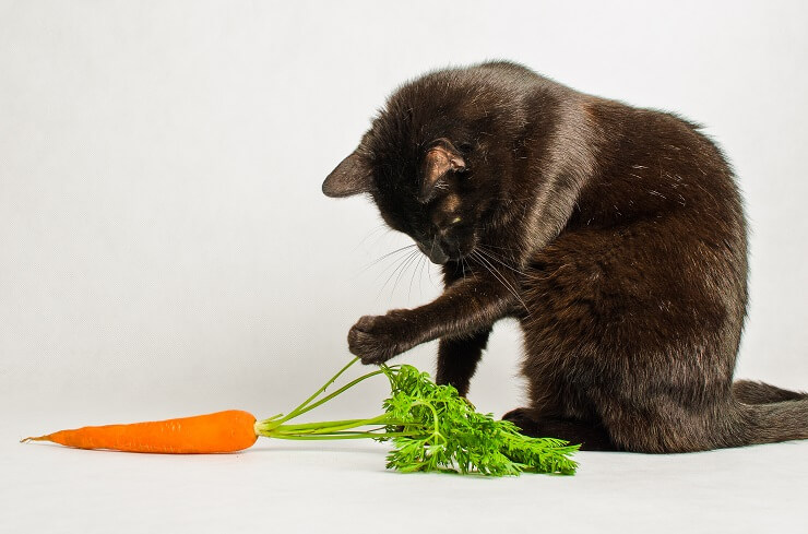 Katze interagiert spielerisch mit einer Karotte