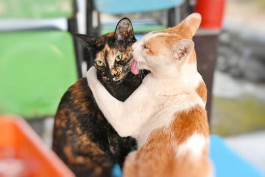 Warum putzen sich Katzen gegenseitig? Gründe, warum Katzen sich sozial pflegen