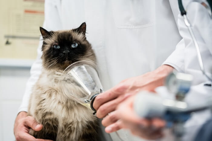 Behandlung einer Kohlenmonoxidvergiftung bei Katzen