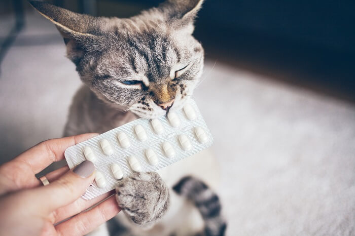 menschliche Hand hält Ergänzung vor Katze