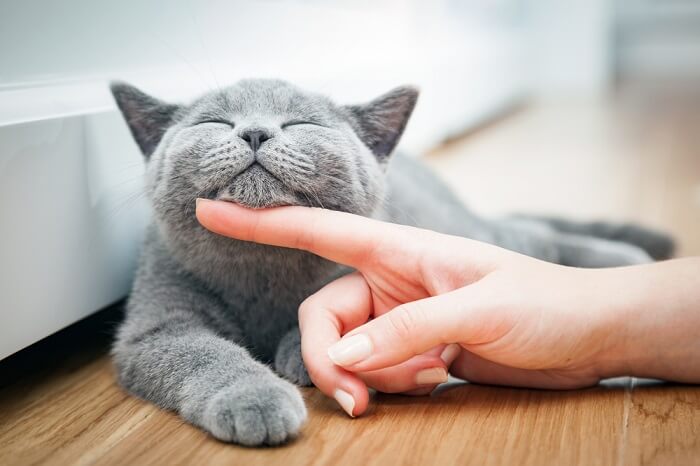 Eine fröhliche und zufriedene Katze mit einem strahlenden Lächeln, die Glück und positive Stimmung ausstrahlt.