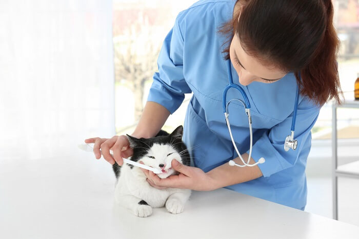 Behandlung von Mundtumoren bei Katzen