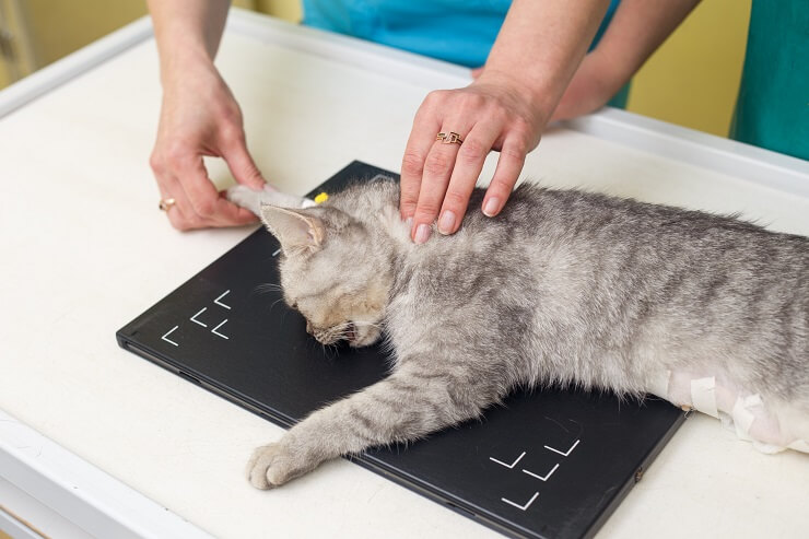 Ein bedauerliches Bild einer Katze mit sichtbarem Tumor, das die Bedeutung tierärztlicher Versorgung und Früherkennung bei Haustieren unterstreicht.