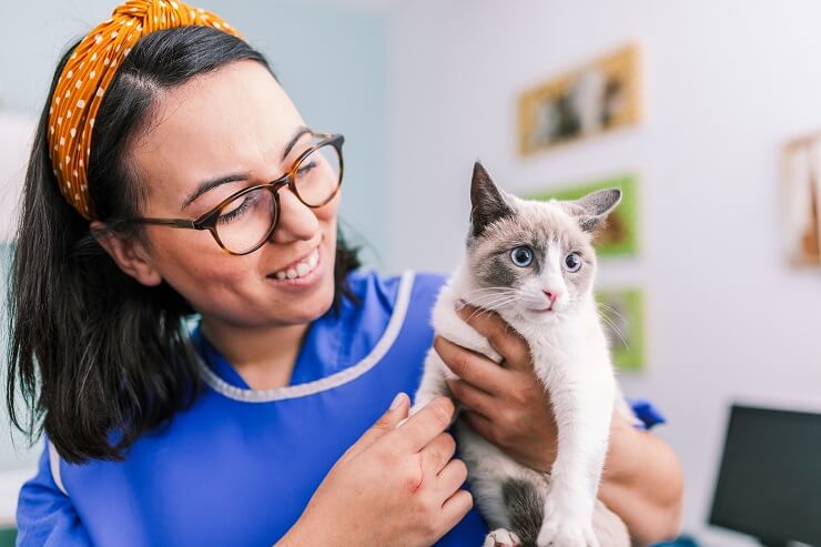 Ein Bild, das einen Tierarzt bei der Behandlung einer Katze zeigt und die wichtige Rolle von Tierärzten bei der Erhaltung der Gesundheit von Katzen verdeutlicht.