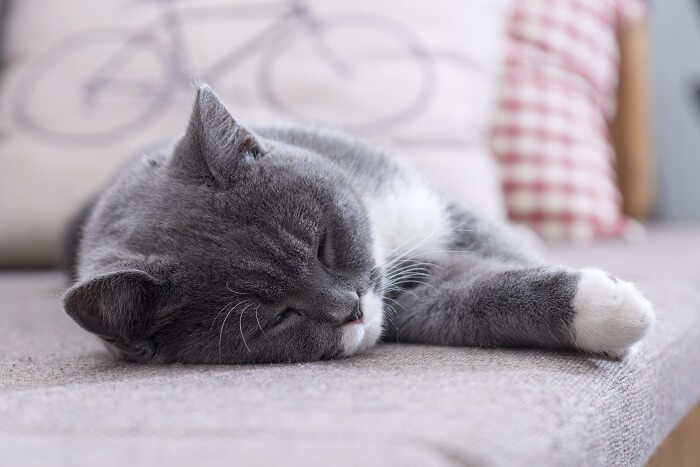 Katze schläft auf dem Bett