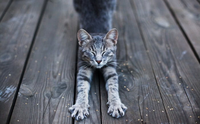 Bild einer Katze, die ihren Körper streckt. Das Bild zeigt ihre Flexibilität und das natürliche Verhalten der Streckung nach einer Ruhepause.