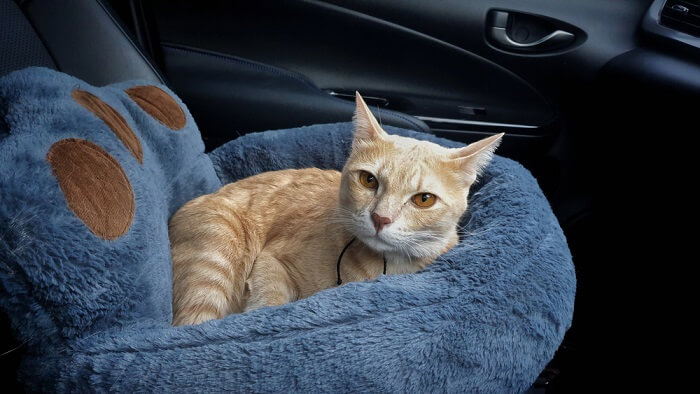 Bild zeigt eine entspannte Katze in einem Auto.