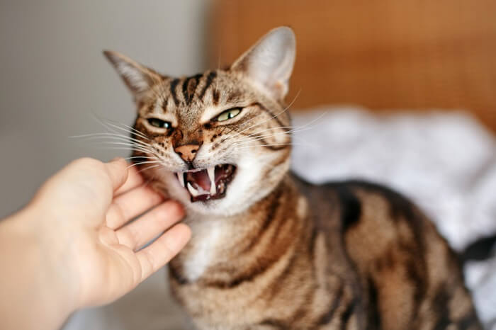 Eine Katze zeigt aggressives Verhalten mit aufgestelltem Fell, Fauchen und aggressiver Haltung.