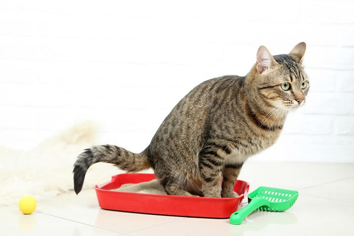 eine Katze, die es sich in ihrer Katzentoilette bequem macht und die richtigen Katzentoilettengewohnheiten und Sauberkeit an den Tag legt.