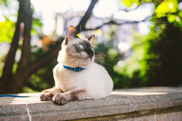 Ein Bild einer Katze, die auf einem betonierten Zaun sitzt und nachdenklich in die Ferne blickt.