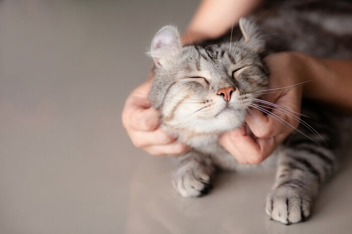 Person streichelt eine graue Scottish Fold-Katze.