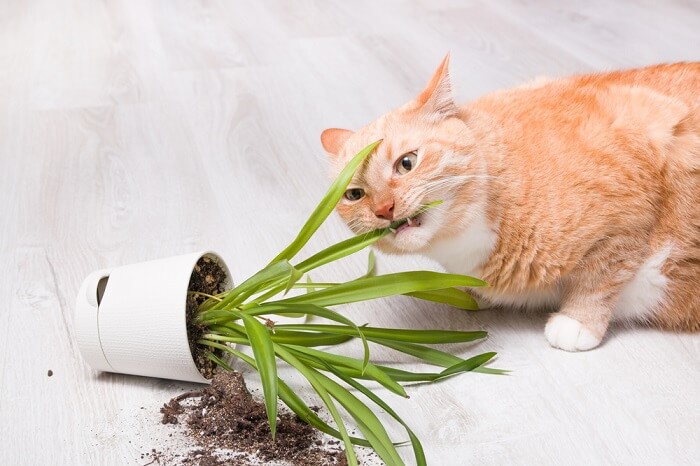 Das Bild scheint Pica bei Katzen zu veranschaulichen. Pica ist ein Verhalten, bei dem Katzen keine Lebensmittel wie Plastik, Papier oder Stoff fressen.