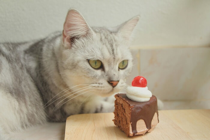 Katze betrachtet ein Stück Kuchen