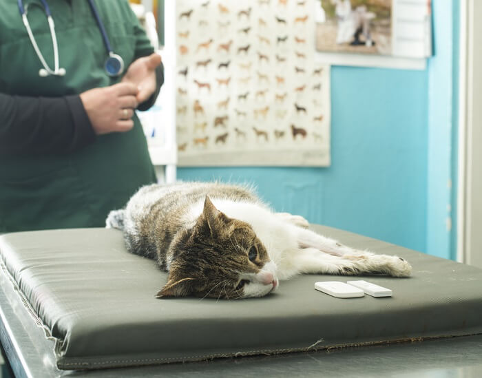 Bild, das den Prozess der Analyse der Bluttestergebnisse einer Katze zeigt.