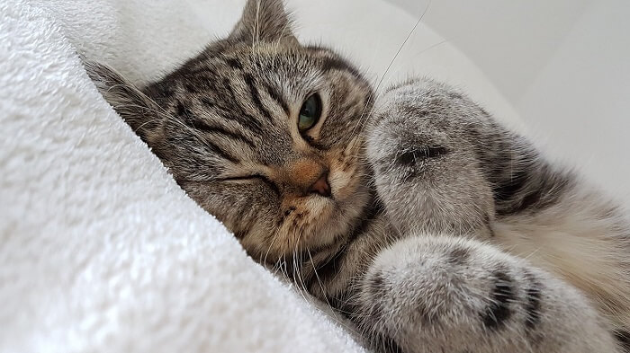 Katze mit einem Hornhautgeschwür im Bett liegend