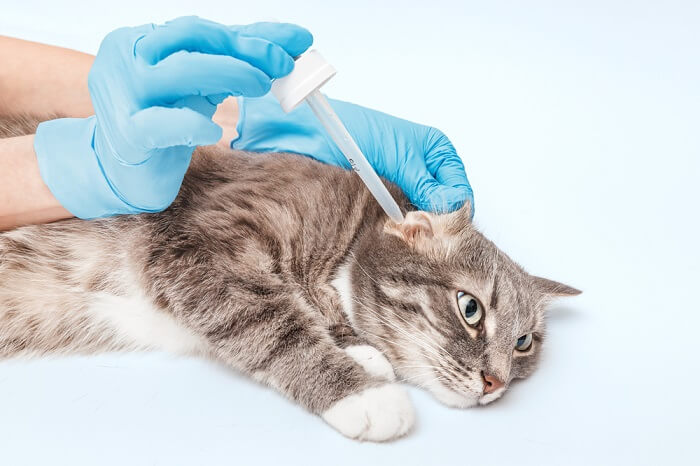 Eine Katze wird von einer Person mit blauen Handschuhen geimpft.