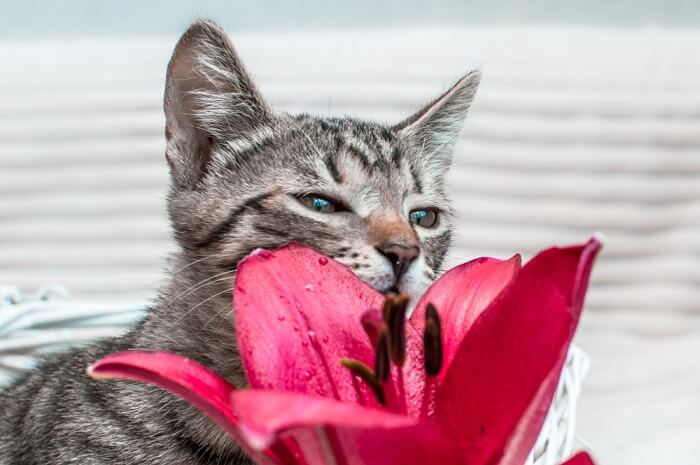 Katze riecht an einer Lilienblüte