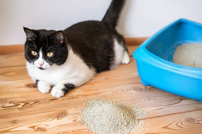 Ein Bild, das eine Katze in einer Katzentoilette zeigt, die gerade dabei ist, ihr Geschäft zu verrichten.