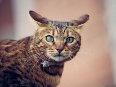 A bengal cat with green eyes looking at the camera.