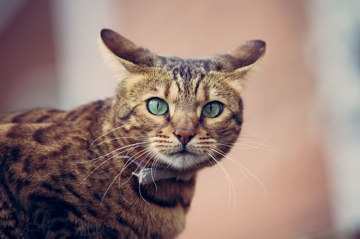 Eine Bengalkatze mit grünen Augen schaut in die Kamera.