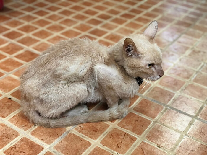 Eine dünne und abgemagerte Katze mit sichtbaren Rippen und hagerem Aussehen, was auf mögliche Unterernährung oder gesundheitliche Probleme hinweist.