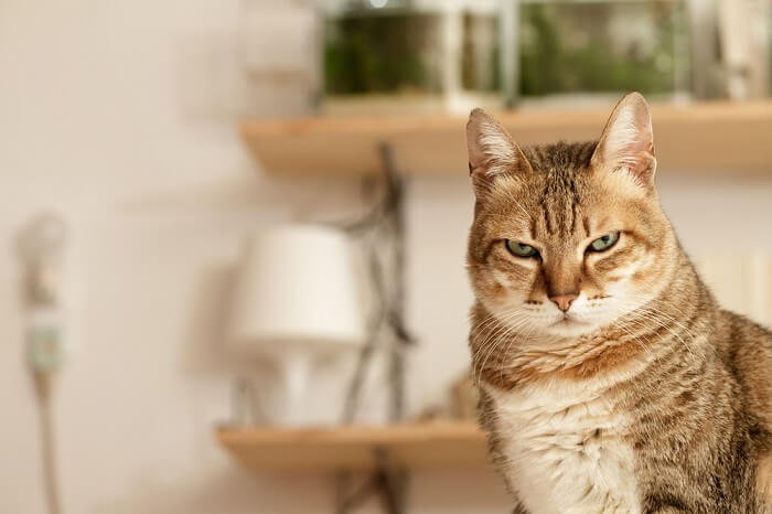 Ein Bild, das eine unglückliche Katze mit niedergeschlagenem Gesichtsausdruck und möglicherweise angelegten Ohren zeigt, was eine Stimmung der Unzufriedenheit oder des Unbehagens widerspiegelt.