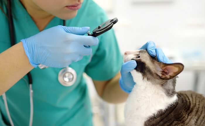 Tierarzt schaut Katze in die Augen