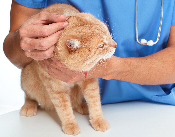 Eine orangefarbene Katze wird von einem Tierarzt untersucht.