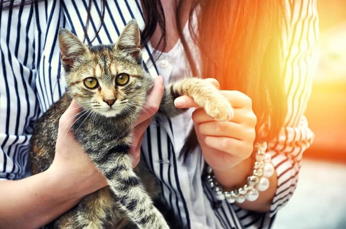 die Grundlagen der Katzenpflege