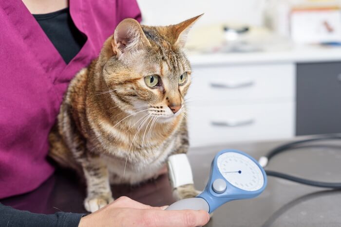 Katze lässt Blutdruck messen