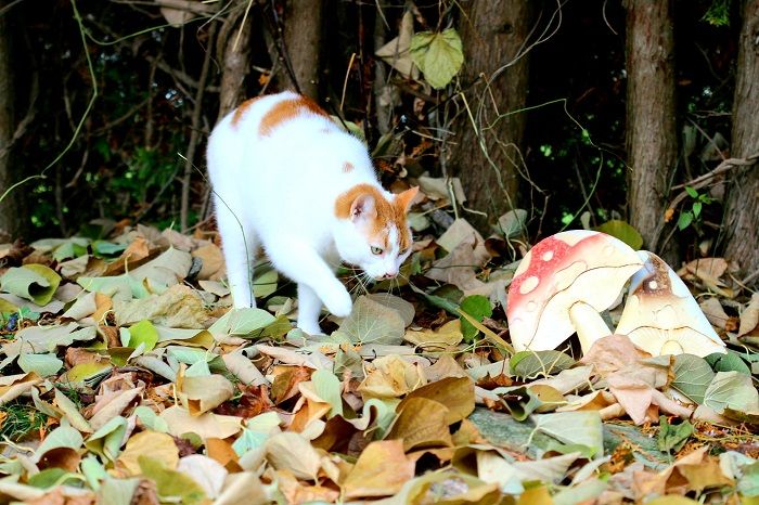 Katze und ein Pilz in einem Wald