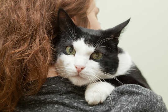 9 Untrügliche Zeichen, dass Ihre Katze Sie wirklich liebt