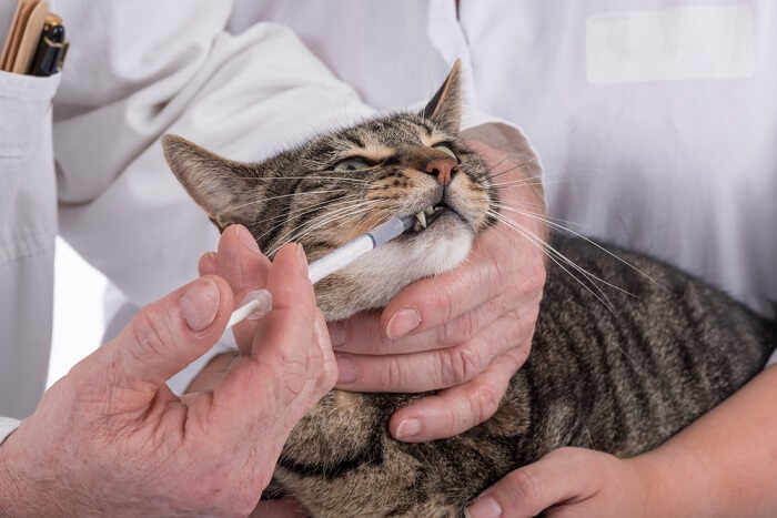 getigerte Katze erhält Medikamente