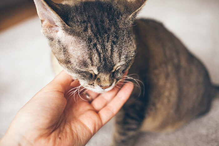 Katze sitzt mit geschlossenen Augen und wird gestreichelt