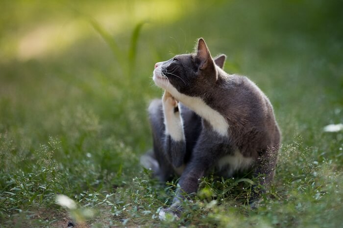 Katze kratzt sich