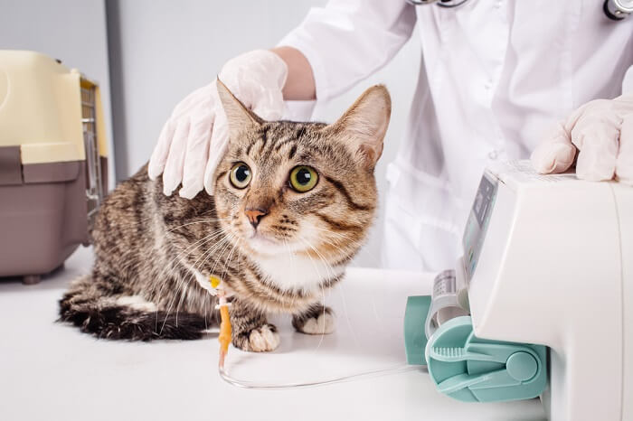 wie man eine Bleivergiftung bei Katzen behandelt