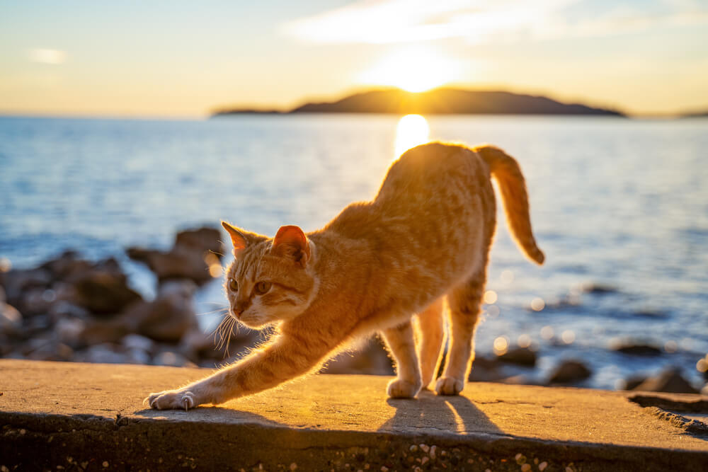 Persönlichkeit der roten Katze