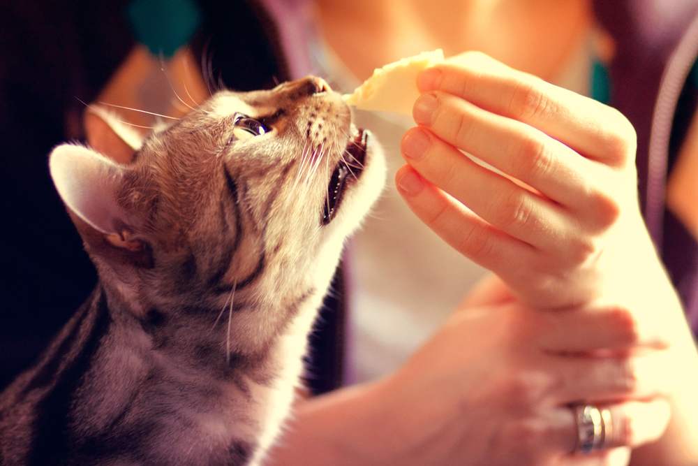 Bild einer Bengalkatze, die Käse isst, zeigt die neugierige Erkundung menschlicher Nahrung durch eine Katze