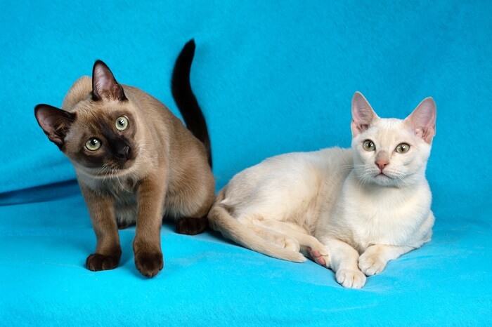 Tonkinese-Katze