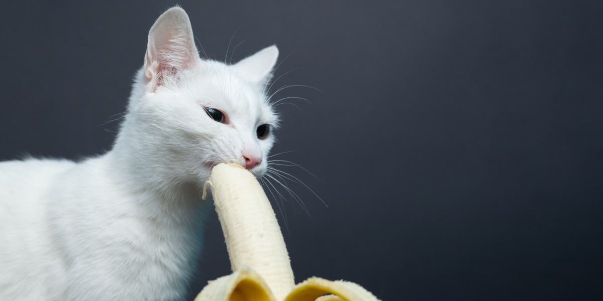 Katze genießt einen Bissen Banane