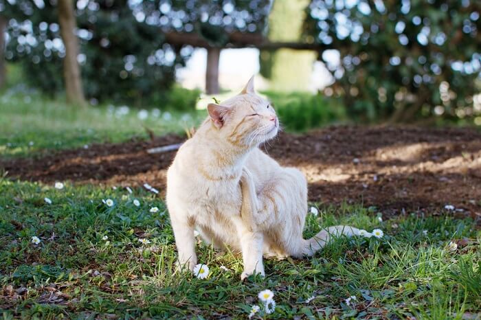 Ein Bild einer Katze, die kratzt