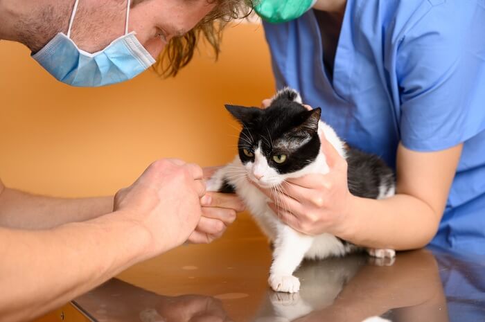 eine Katze, die Benazepril erhält, wobei die Rolle dieses Medikaments bei der Behandlung bestimmter Erkrankungen bei Katzen und die Bedeutung einer angemessenen tierärztlichen Anleitung bei seiner Verabreichung hervorgehoben werden.