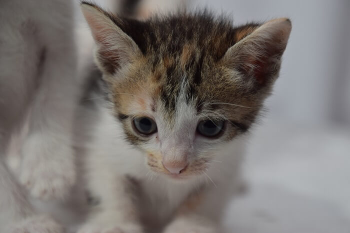 eine Katze schaut in die Kamera