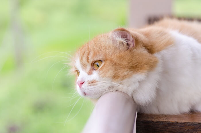 deprimierte Katze schaut über den Balkon