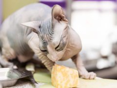 Image of a Sphynx cat eating cheese, highlighting a moment of feline curiosity and interaction with human food