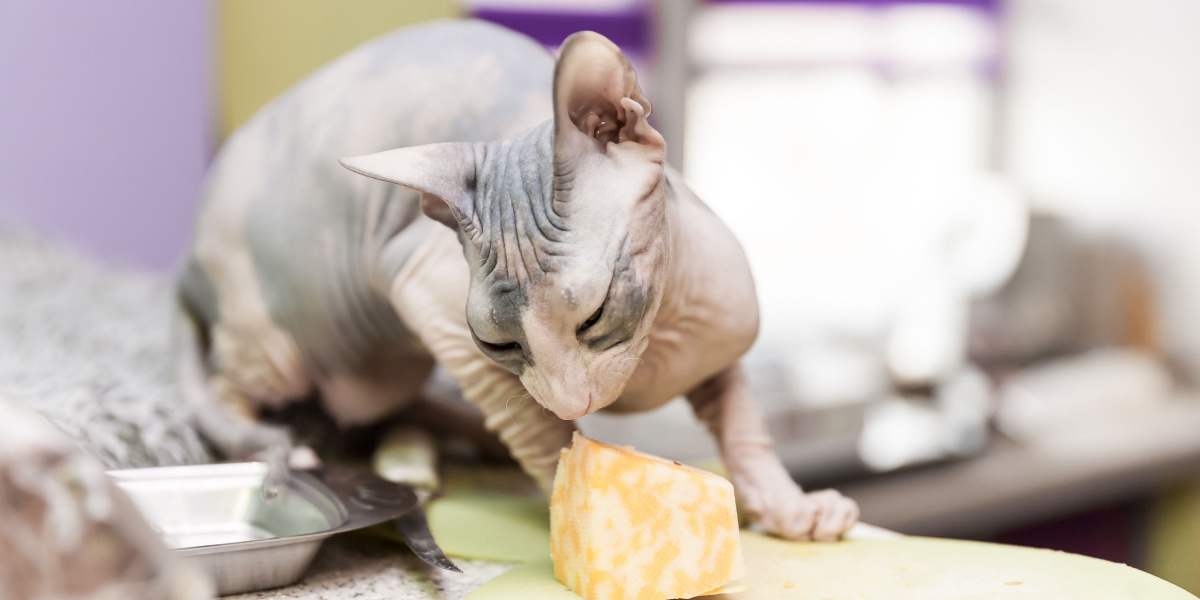 Bild einer Sphynx-Katze, die Käse isst. Es zeigt einen Moment katzenhafter Neugier und Interaktion mit menschlicher Nahrung.