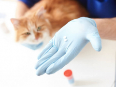 Cat receiving Budesonide medication from a veterinarian.