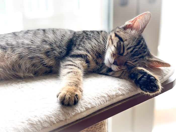 Das Bild zeigt eine Katze mit Übelkeit, ein häufiges Anzeichen für Unwohlsein oder Krankheit bei Katzen.