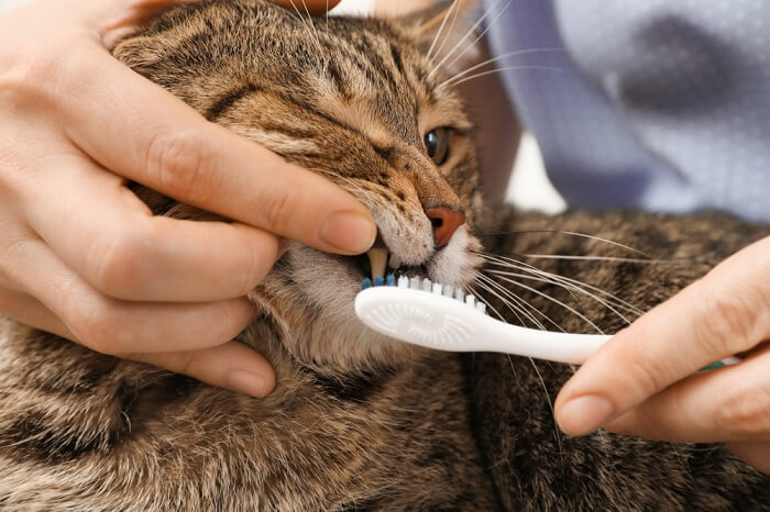 Katze lässt sich die Zähne putzen